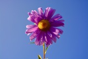 牡丹花園游戲注冊攻略，輕松入門，暢游花海！暢游牡丹花海，輕松注冊攻略，入門必備！