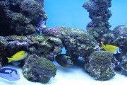 夢游深海之境——記一場巨大魚兒的夢境，夢游深海之境，巨大魚兒的夢境之旅
