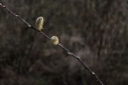 放飛夢想——我的風箏之夢，放飛夢想，我的風箏之夢
