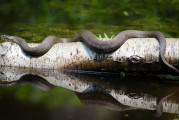 夢到魚死了，深邃的夢境與內(nèi)心的反思，夢境中的魚逝去，深邃的心靈反思