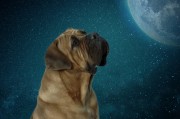 夢到動物，解讀夢境中的神秘信息，解讀夢境中的神秘信息，夢到動物的含義