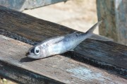 夢(mèng)到抓到魚，寓意與解讀，夢(mèng)到抓到魚的寓意與解讀