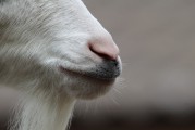 $[city_name]動物醫學本科分數山東_動物醫學山東有哪些學校