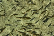夢中的水世界，魚群涌動的奧秘，夢中的水世界，魚群涌動的奧秘之旅