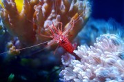 夢游水族世界，魚與蝦的神秘夢境，夢游水族世界的神秘夢境，魚與蝦的奇幻之旅