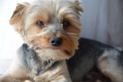 如何輕松注冊CKU，開啟你的犬類生涯，輕松開啟犬類生涯，CKU注冊指南