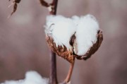 如何看待短纖期貨不能購買的情況？背后的原因和影響是什么？