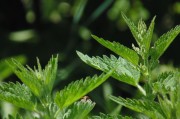 繽紛盆栽會員注冊攻略，輕松開啟綠色生活之旅，解鎖綠色生活，繽紛盆栽會員注冊全攻略