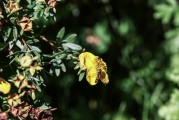 夢到花園，心靈的綠洲與生命的交響，夢中的花園，心靈的綠洲與生命的交響