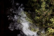 蒸汽朋克風格的植物大戰僵尸，植物刺客，一款無需付費的游戲，蒸汽朋克植物戰爭僵尸，免費游戲帶你體驗末日生存