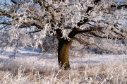 夢中的雪舞，一場飄灑的冬日之夢，夢中的雪舞，飄灑的冬日之夢