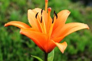 百合花：上半年營收 12.21 億，利潤大增