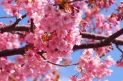 春天的櫻花季，Sakura櫻花免費(fèi)游戲的探索之旅，櫻花之謎，一場(chǎng)春季的櫻花探索之旅