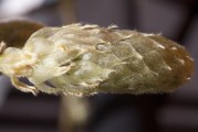 女人夢到摘核桃，解讀夢境的深層含義