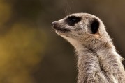 劍齒虎，一款無需付費的動物戰斗冒險游戲，劍齒虎，無限制免費動物戰斗冒險游戲