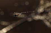 夢到頭皮屑，一次關于自我認知的探索