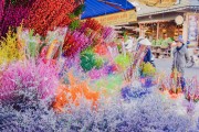 夢中的甜蜜之旅——買糖的夢境，夢中的甜蜜之旅，買糖的夢境
