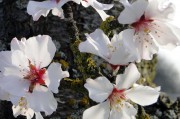 夢(mèng)到開(kāi)紅花的寓意與啟示，夢(mèng)到開(kāi)紅花的寓意與深層啟示