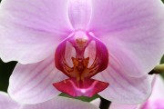 探索蘭花的世界，一款包含蘭花種類的免費游戲下載，蘭花世界，探索和解鎖蘭花的高清游戲下載