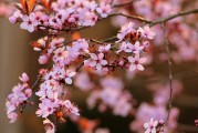夢中的開花樹，生命的啟示與美好，夢中的開花樹，生命的啟示與美好