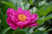 花啦花啦注冊(cè)難題解析，常見(jiàn)問(wèn)題及解決方案，花啦花啦注冊(cè)攻略，常見(jiàn)問(wèn)題解答與解決方案