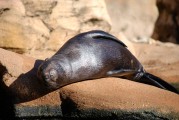 大魚吃小魚免費(fèi)版游戲帶你暢游捕魚海洋，大魚吃小魚，免費(fèi)捕魚海洋體驗(yàn)