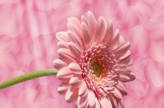 橙光游戲免費獲取鮮花——一個獨特的互動體驗，橙光游戲，通過花語互動，感受獨特的游戲魅力