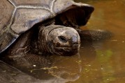 夢(mèng)中釣魚(yú)奇遇，釣到神秘烏龜?shù)钠婊弥茫瑝?mèng)中釣魚(yú)奇遇，釣到神秘烏龜?shù)钠婊弥? title=