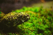 夢到滿地蛇，解讀預(yù)示的神秘之謎，夢到滿地蛇，解讀預(yù)示的神秘之謎