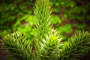 虛擬世界中的植物游戲免費(fèi)體驗(yàn)——探討其價(jià)值與影響，虛擬世界，植物游戲的娛樂價(jià)值及其對社會的影響
