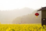 夢(mèng)中的花海——我的栽花之旅，夢(mèng)中的花海，我的栽花之旅