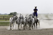 馬場俱樂部注冊指南，輕松開啟您的馬術之旅，輕松入局馬術世界，馬場俱樂部注冊全攻略