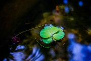夢(mèng)到小孩睡覺，心靈的寧?kù)o與成長(zhǎng)的啟示，夢(mèng)境中的小孩安睡，心靈的寧?kù)o與成長(zhǎng)的啟示