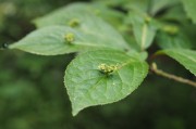 立秋節(jié)氣已過，國內(nèi)大豆需求能否提升？