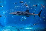 夢中魚海，寓意何在？，夢中魚海，寓意之謎