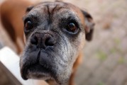 如何查詢注冊(cè)犬舍，CKU注冊(cè)犬舍查詢?nèi)ヂ裕珻KU注冊(cè)犬舍查詢指南，全面攻略解析