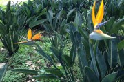 孕婦夢(mèng)到菠蘿蜜，寓意與解讀，孕婦夢(mèng)到菠蘿蜜的寓意與解讀