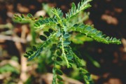 夢中的異樣生物——蝎子與蜈蚣的神秘啟示，夢中的異樣啟示，蝎子與蜈蚣的神秘符號