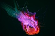 夢境中的小困擾——我的虱子夢，夢境中的小困擾，我的虱子夢