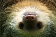 夢中的野生動物，神秘的自然之語，夢中的野生動物，神秘的自然之語