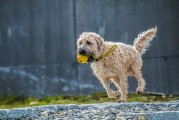 夢遨犬行——一次遛狗的夢境之旅，夢遨犬行，遛狗的夢境之旅