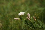 夢到種子發芽——生命的奇跡與希望的種子