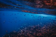 夢中的魚與水，深邃的寓意與心靈的探索，夢中之魚與水，深邃寓意的心靈探索