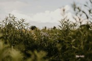 夢(mèng)到蛇的寓意與解析，夢(mèng)到蛇的寓意與解析