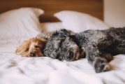 新生兒夢境的奇妙世界，他們究竟夢到了什么？，新生兒夢境的神秘世界，他們夢見了哪些奇妙景象？