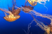 夢中的玉米盛宴，夢中的玉米盛宴的奇妙之旅