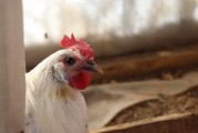夢(mèng)中的鳥蛋之謎，夢(mèng)中的鳥蛋之謎解析