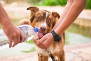 如何輕松注冊犬舍，一站式指南，輕松開啟犬舍之旅，一站式注冊指南
