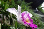 百合花凈利潤預增超43% 需求回暖與子公司扭虧成關鍵驅動