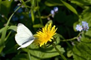 孕婦夢中花語——解析孕婦夢到花的含義，孕婦夢到花的含義解析